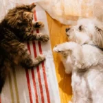 Kitten And Puppy