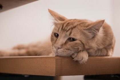 sad looking cat lying on a table