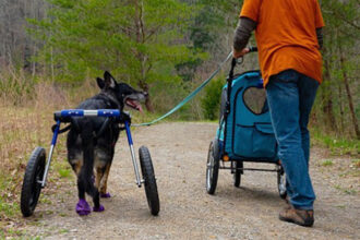 Newly paralyzed Shepherd goes for walk with owner