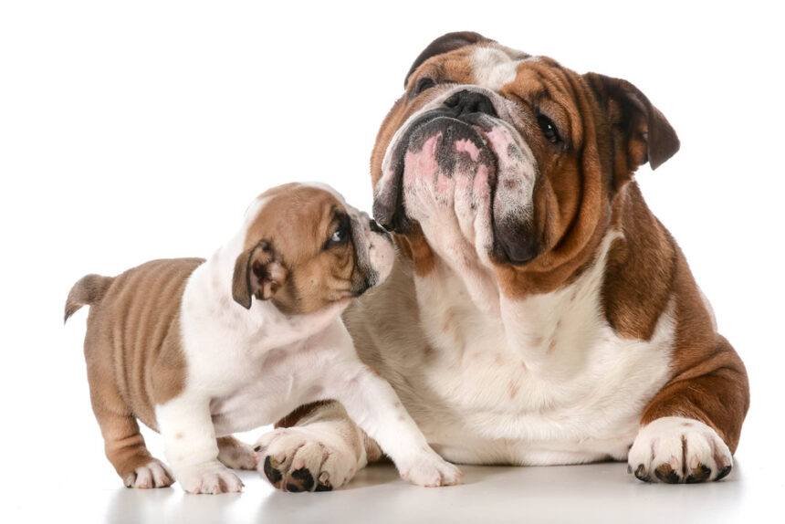 adult dog and puppy english bulldogs