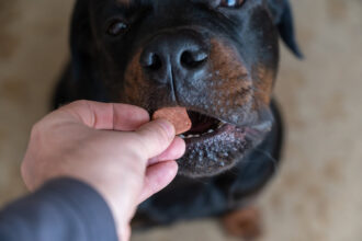 Man feeding chewable supplement to dog