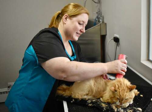 Happy Cat Grooming opens doors in Westmont