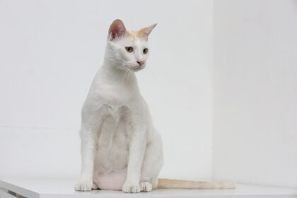 white cat with primordial pouch sitting on the table