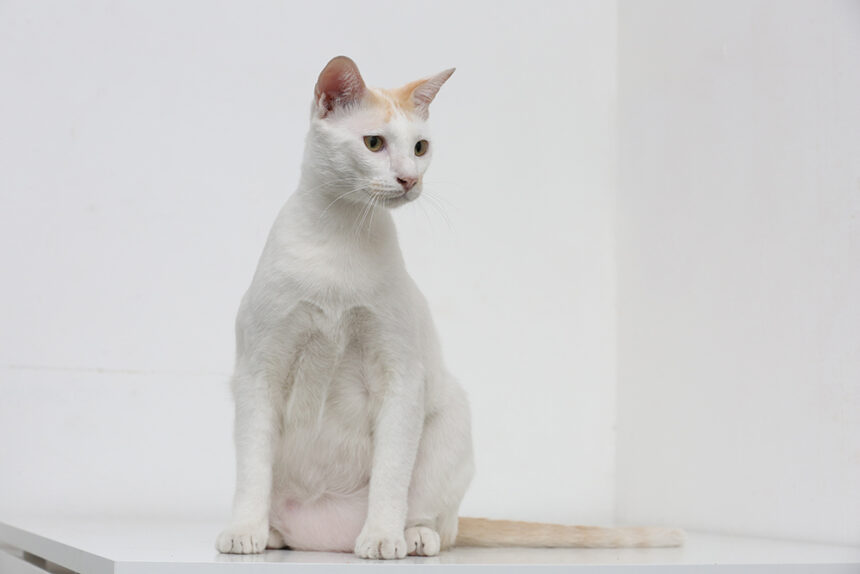 white cat with primordial pouch sitting on the table