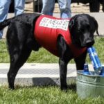 Dog in training with professional TX trainer