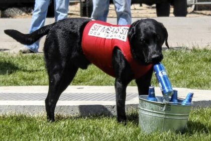 Dog in training with professional TX trainer