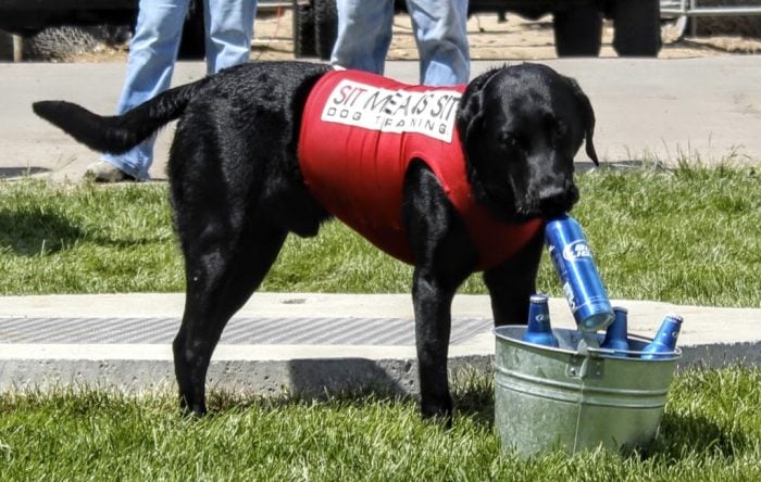 Dog in training with professional TX trainer