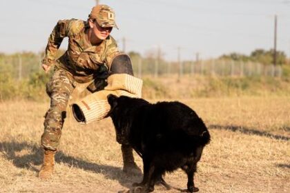 Miss America puts on a bite sleeve and gets a taste of military service dog training