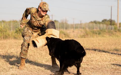 Miss America puts on a bite sleeve and gets a taste of military service dog training