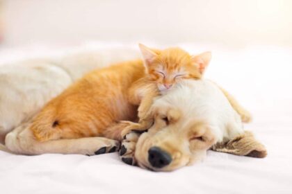 Cat and dog sleeping together. Kitten and puppy taking nap. Home pets. Animal care. Love and friendship. Domestic animals.