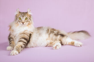 Beautiful American Curl cat on lilac background