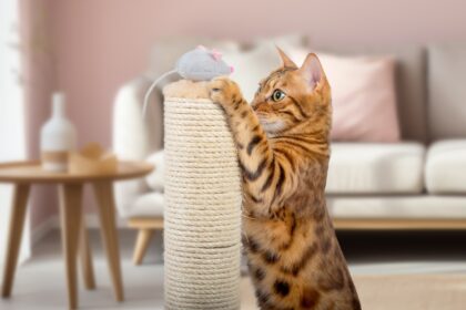 Bengal cat plays with a plush mouse on a scratching post