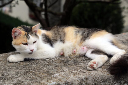 Cat lying on a low wall outside the home, with pink breasts in sight for nursing