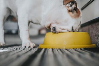 Hill’s Pet Nutrition returns as lead national sponsor of Clear The Shelters – NBC Los Angeles