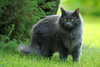 Norwegian Forest Cat