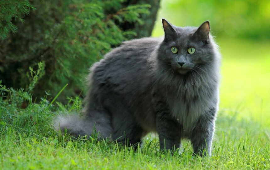 Norwegian Forest Cat