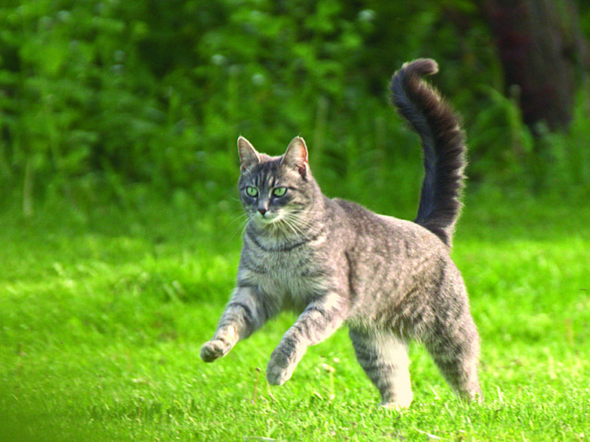 Tips to care for outdoor cats