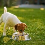 Smooth Fox Terrier puppy drinking water from the bowl outdoors