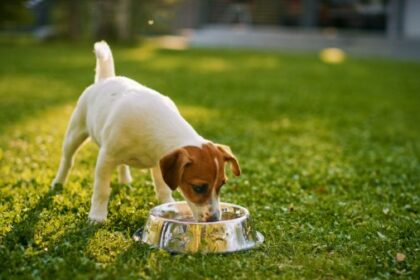 Smooth Fox Terrier puppy drinking water from the bowl outdoors