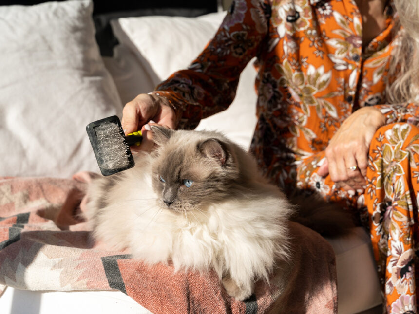 7 Best Cat Grooming Products · Kinship