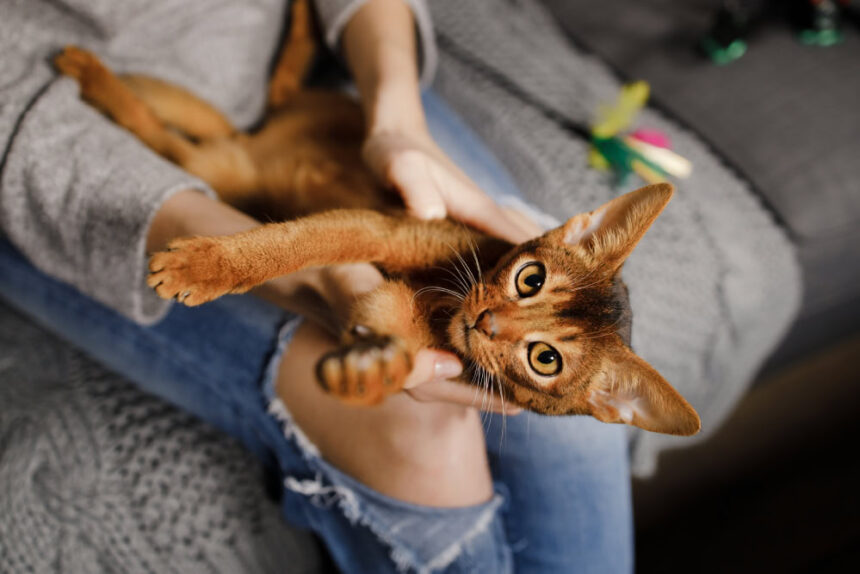 Woman sitting on sofa and tickling Abyssinian cat