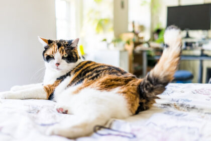 angry calico cat wagging it's tail on the bed