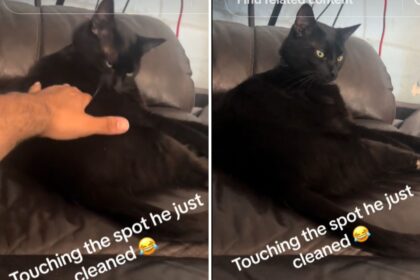 Black cat grooming himself