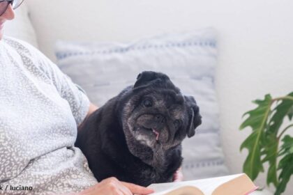 Caring for a Senior Pet: Tips for Keeping Your Dog or Cat Healthy in T