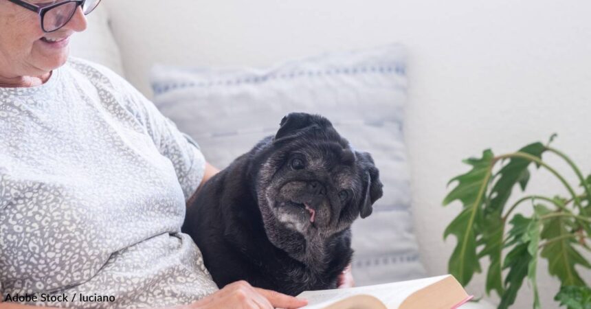 Caring for a Senior Pet: Tips for Keeping Your Dog or Cat Healthy in T