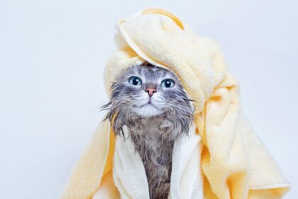 10 Best Deep Cleansing Cat Shampoos in 2024 – Reviews & Top Picks