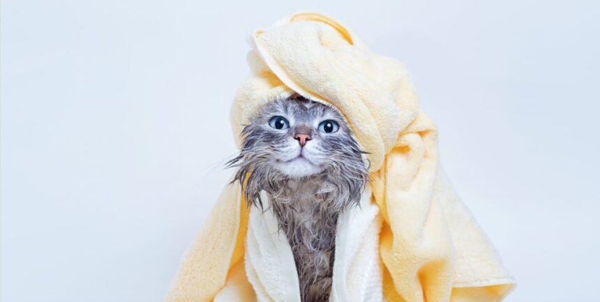 10 Best Deep Cleansing Cat Shampoos in 2024 – Reviews & Top Picks