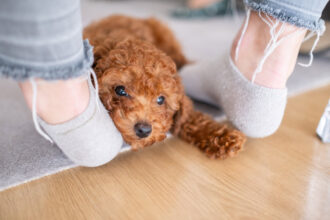 cute puppy with owner wearing socks