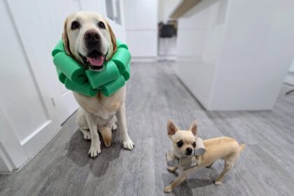 dogs wearing diy dog cones