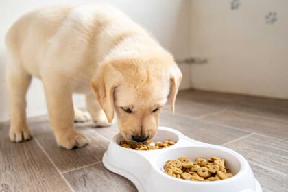 Here are the tips you need if you're looking for deals on pet products