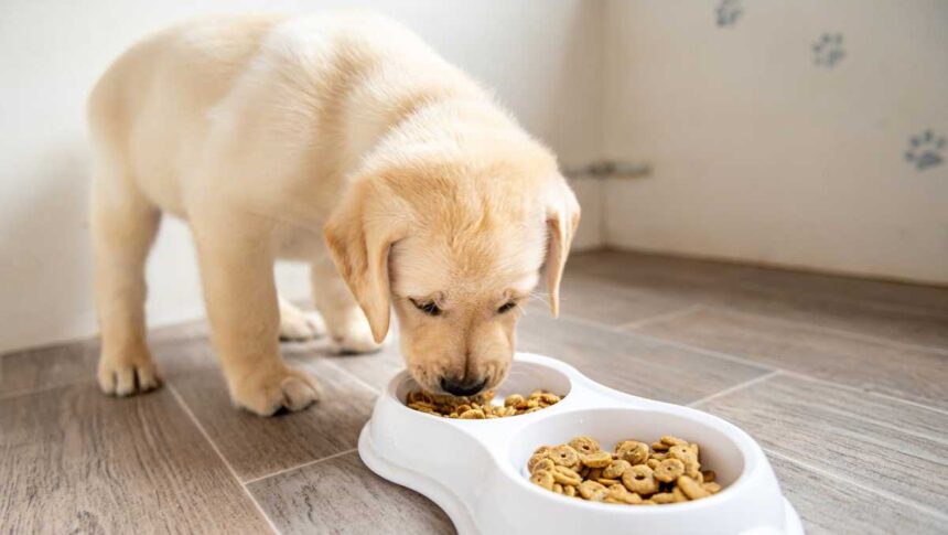 Here are the tips you need if you're looking for deals on pet products