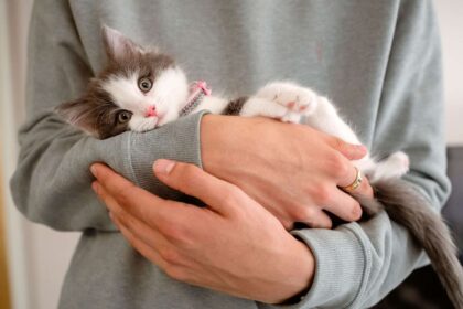 small kitten being held by man