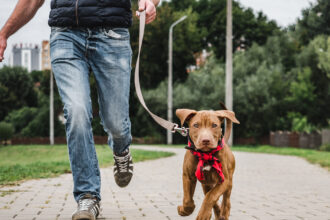 Stock image of dog on leash.