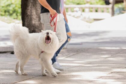 Dog barking on walk