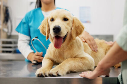 vet and dog at clinic with consulting