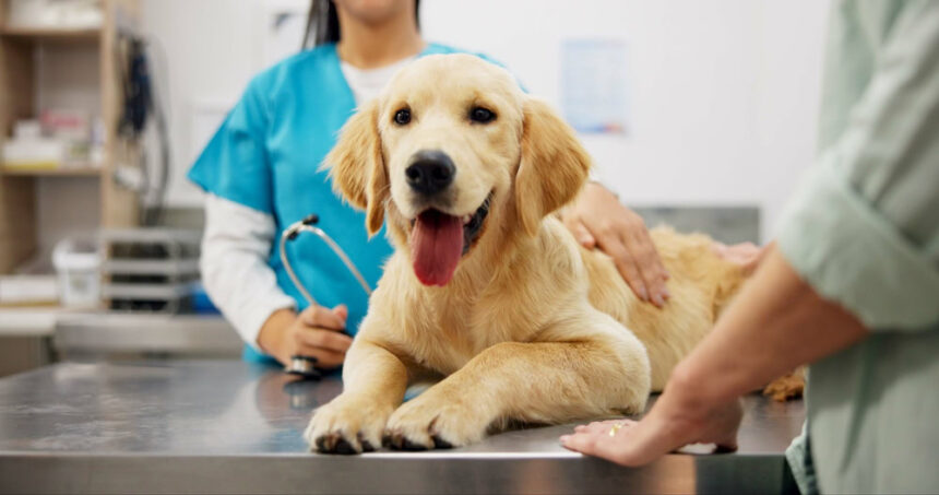 vet and dog at clinic with consulting