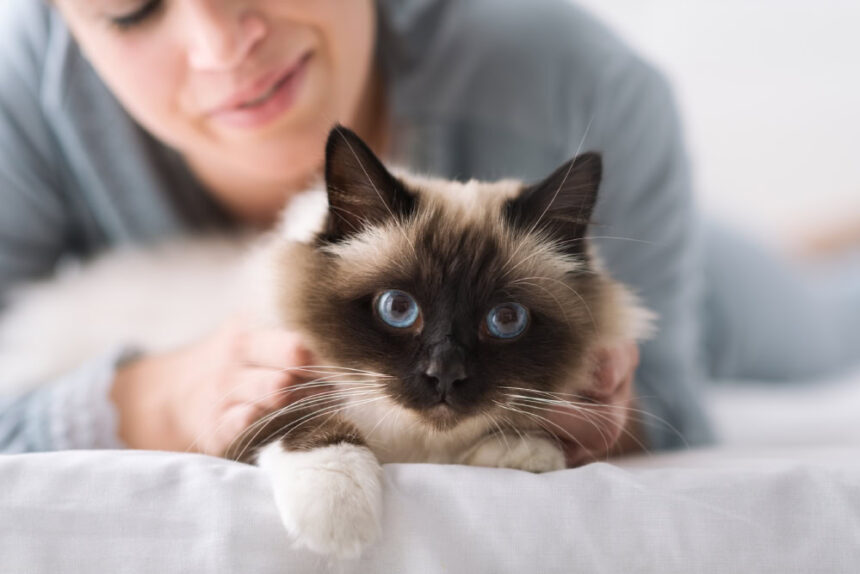 woman lying on the bed and cuddling her cat