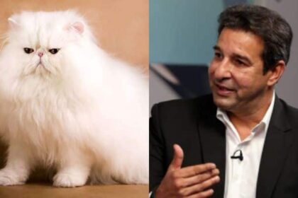 Wasim Akram’s Cat Grooming Mishap: A Haircut As Costly As An iPhone | Cricket News