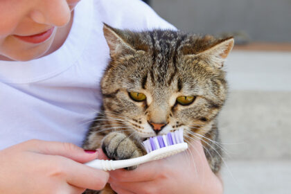 How Taking Care Of Your Cat’s Teeth Can Prolong Their Life—Tips for Dental Care · Kinship