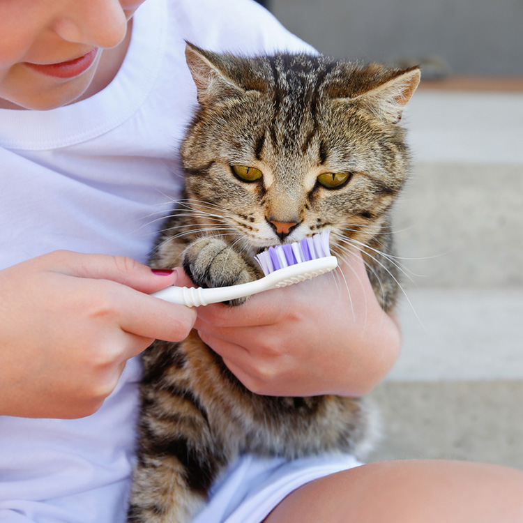 How Taking Care Of Your Cat’s Teeth Can Prolong Their Life—Tips for Dental Care · Kinship