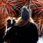 How to keep your dog or cat safe during bonfire night, according to experts