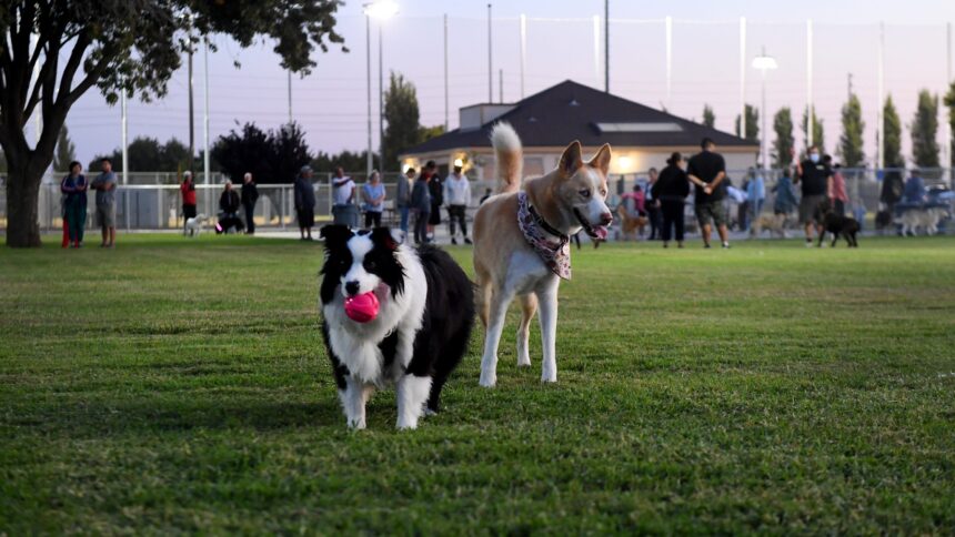 Pets can help reduce food waste