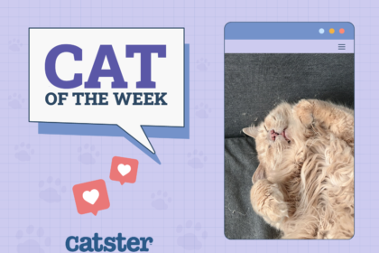 Cat of week winner Nov 14th