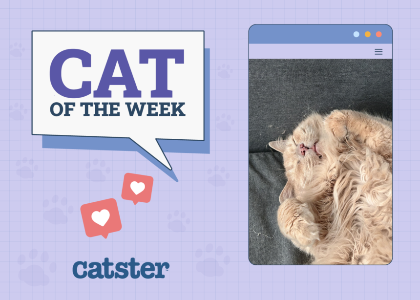 Cat of week winner Nov 14th