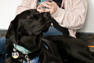 URI’s Puppy Raisers Club teaches students the process of training service dogs – College of Arts and Sciences