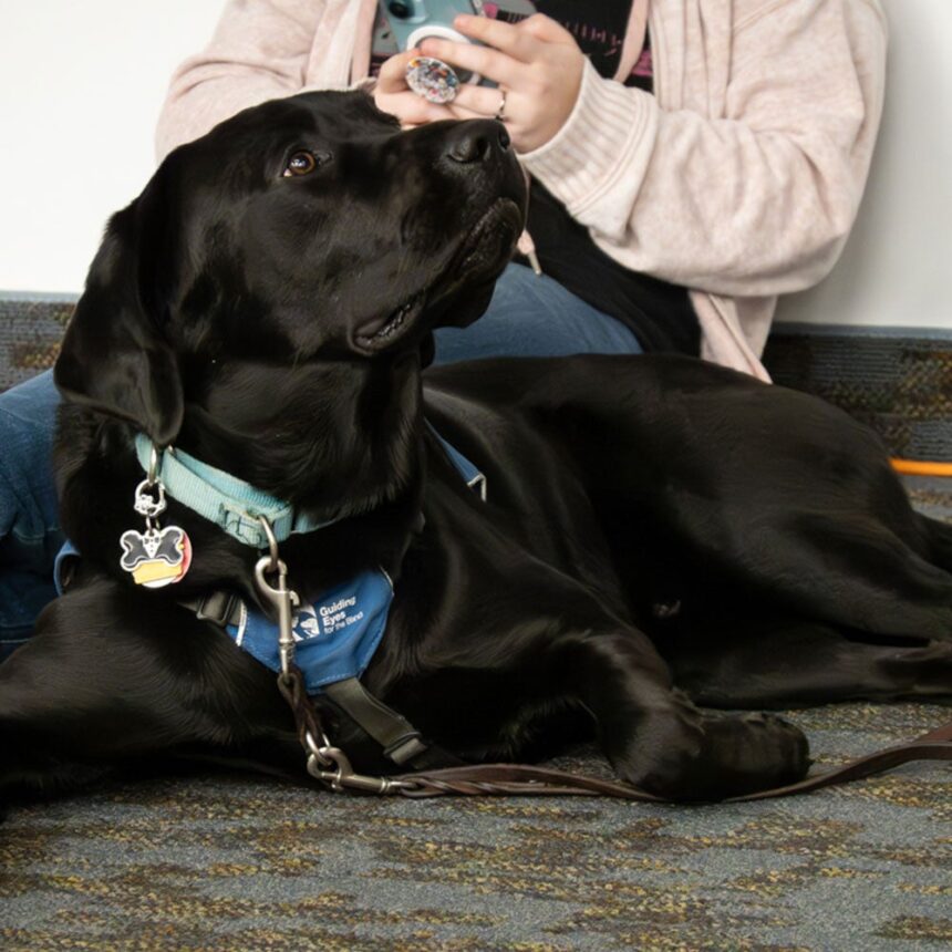 URI’s Puppy Raisers Club teaches students the process of training service dogs – College of Arts and Sciences